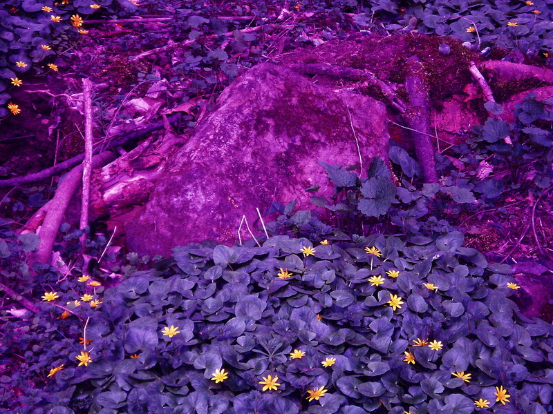 Yellow Flowers on Forest Floor