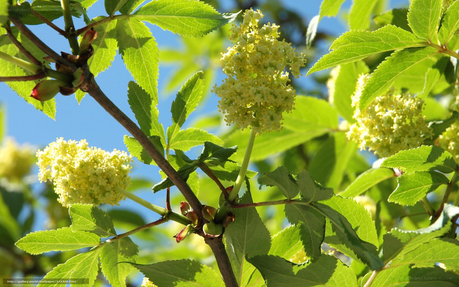 yellow flowers on green branches