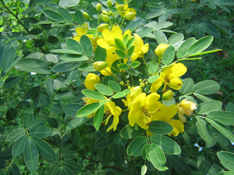 Yellow Flowers on Green Bush — Natural