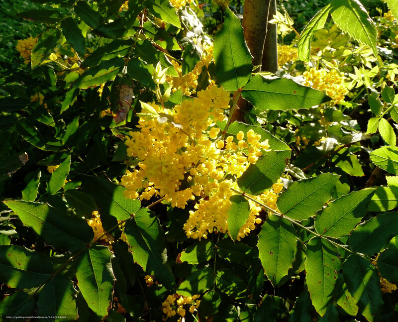 Yellow Flowers on Green Bush — Serene