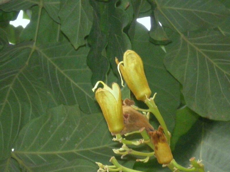 yellow flowers on green leaves