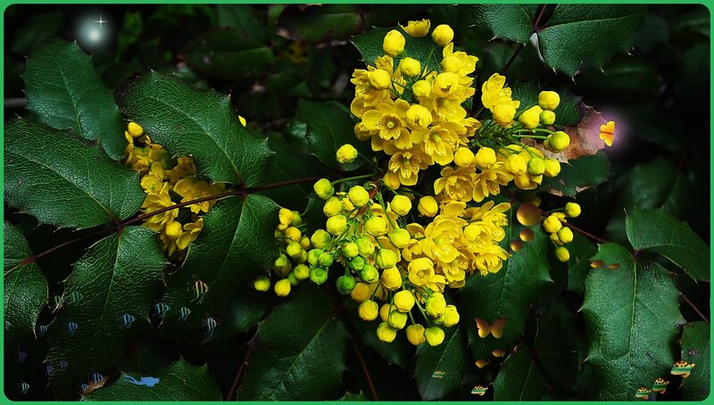 Yellow Flowers on Green Leaves — Natural, Spring