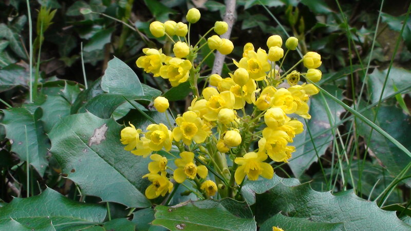 Yellow Flowers on Green Leaves — Natural