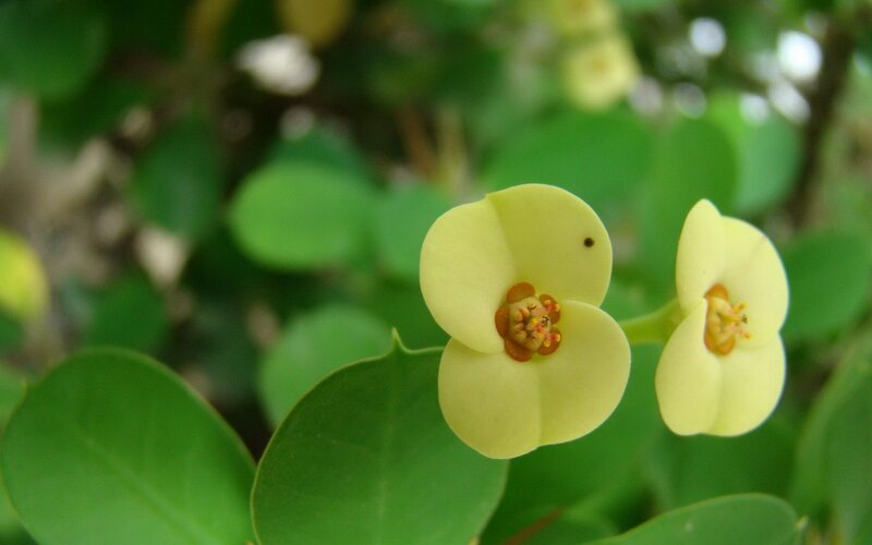yellow flowers on green plant