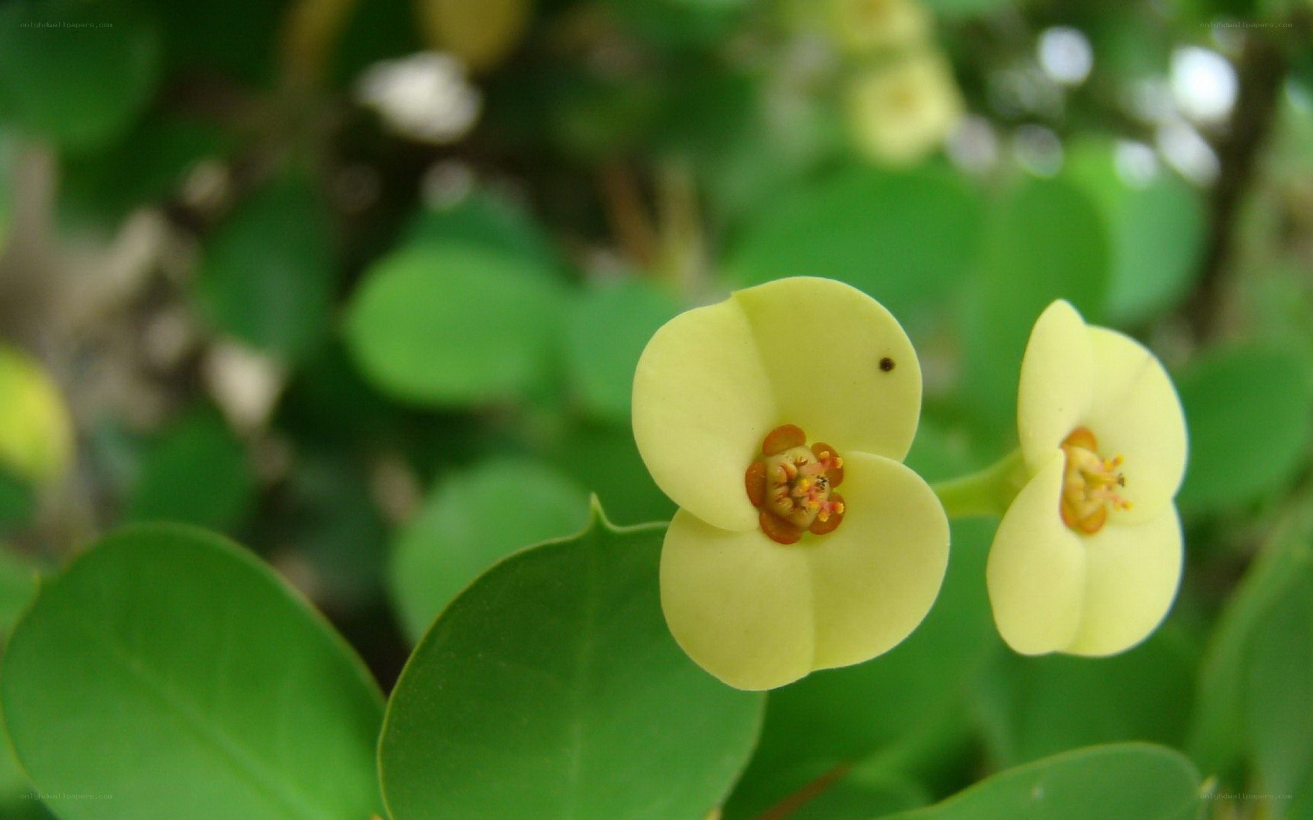 yellow flowers on green plant