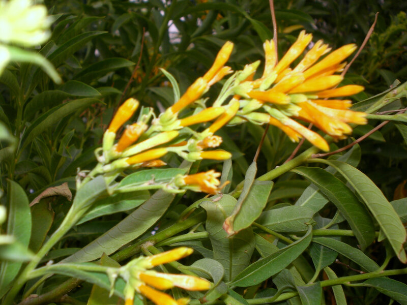 yellow flowers on green plant