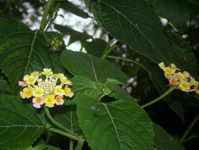 yellow flowers on green plant