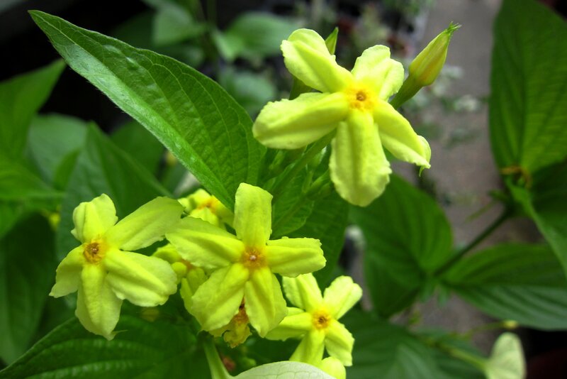 Yellow Flowers on Green Plant — Calm