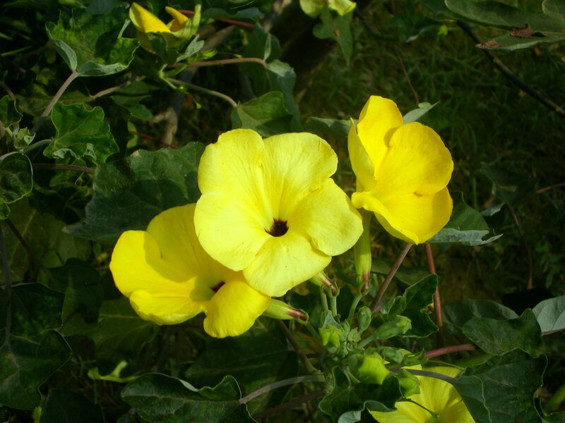 Yellow Flowers on Green Plant — Natural