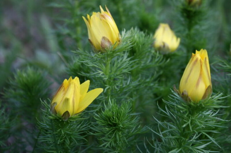 Yellow Flowers on Green Stems — Natural