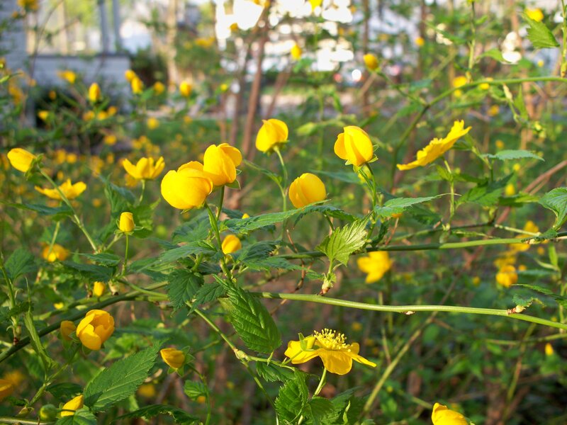Yellow Flowers on Green Stems — Serene