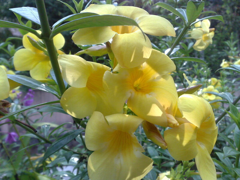 Yellow Flowers on Green Stems