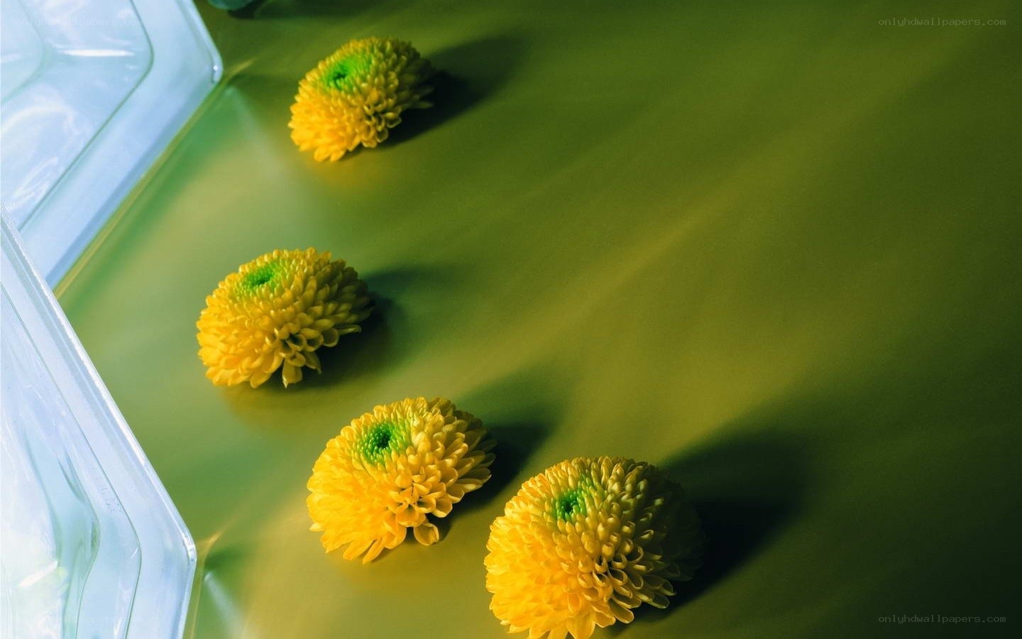 Yellow flowers on green surface