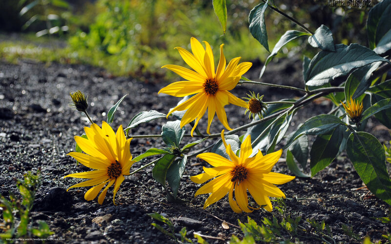 Yellow Flowers on Ground