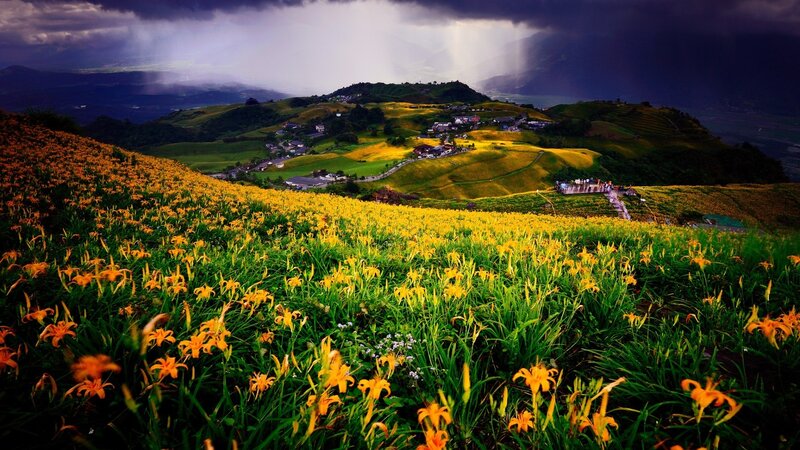 Yellow Flowers on Hills — Dramatic, Afternoon, Photograph