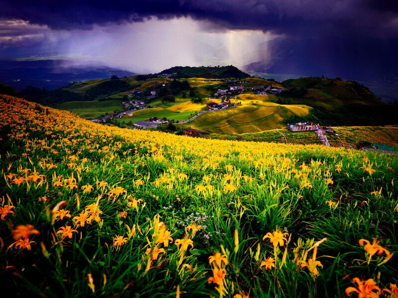 Yellow Flowers on Hills — Dramatic, Afternoon