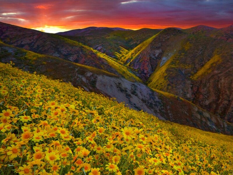 Yellow Flowers on Hills — Dramatic