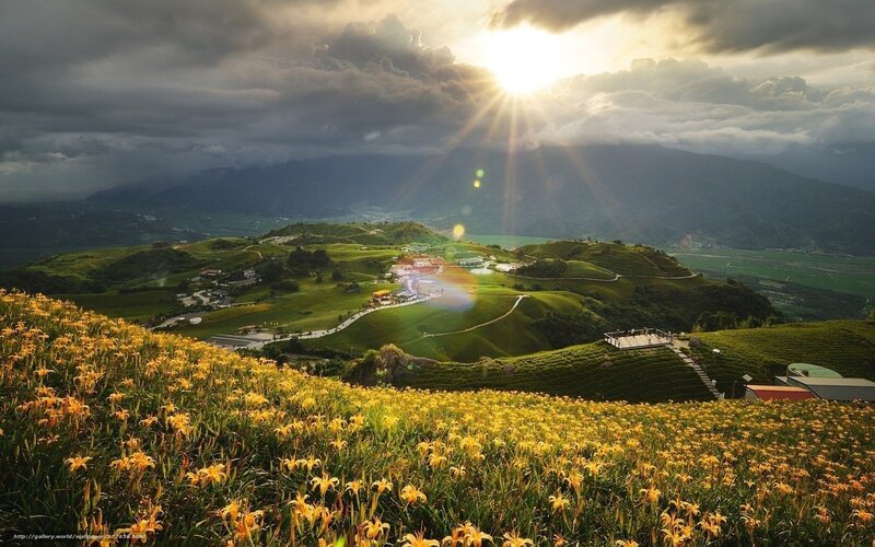Yellow Flowers on Hills — Green, Dramatic