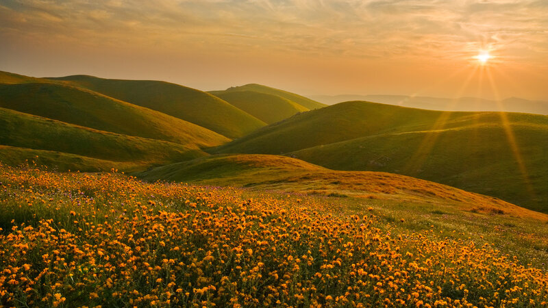 Yellow Flowers on Hills — Green