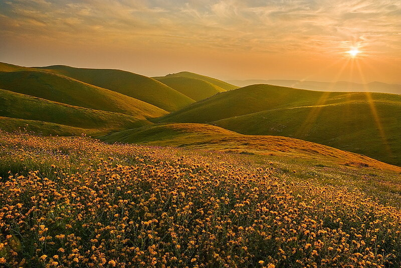 Yellow Flowers on Hills