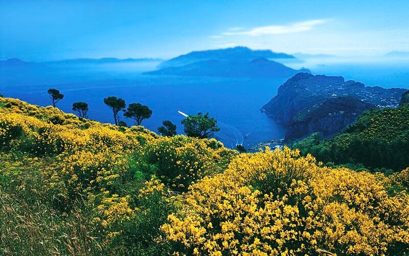 Yellow Flowers on Hillside — Blue, Serene, Afternoon