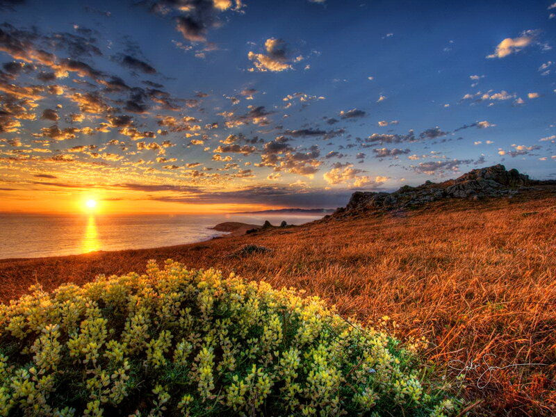 Yellow Flowers on Hillside — Blue, Serene