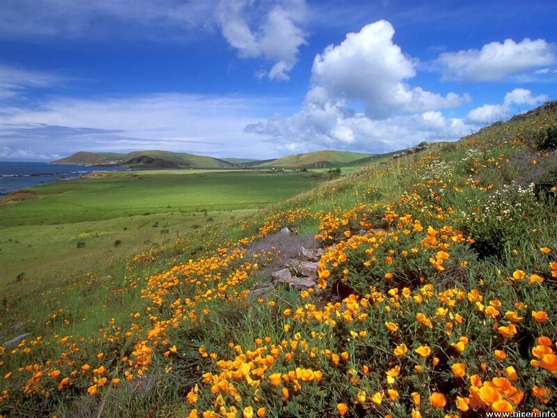 Yellow Flowers on Hillside — Blue