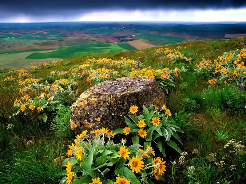 Yellow Flowers on Hillside — Dramatic, Afternoon, Photograph
