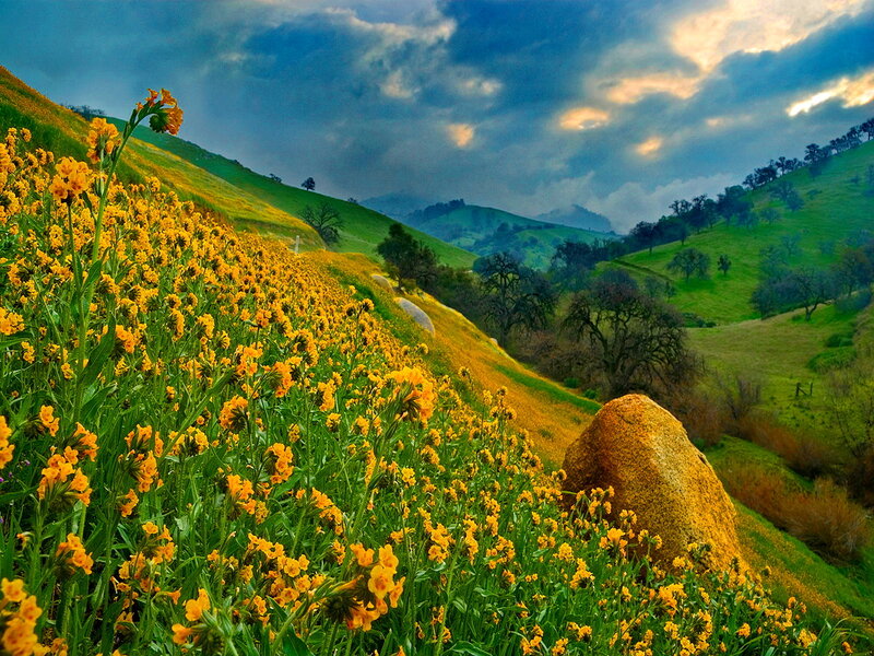 Yellow Flowers on Hillside — Dramatic