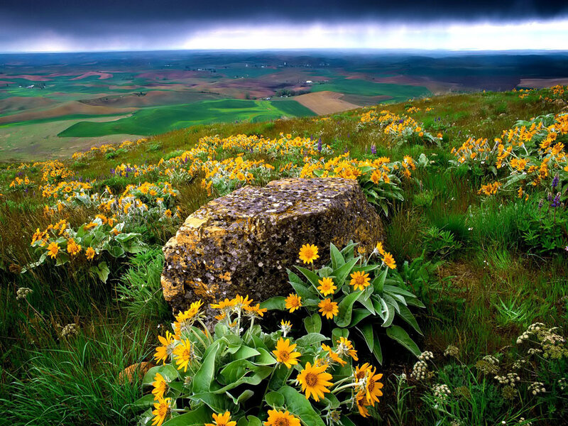 Yellow Flowers on Hillside — Green, Dramatic, Afternoon, Photograph, Rock, Field