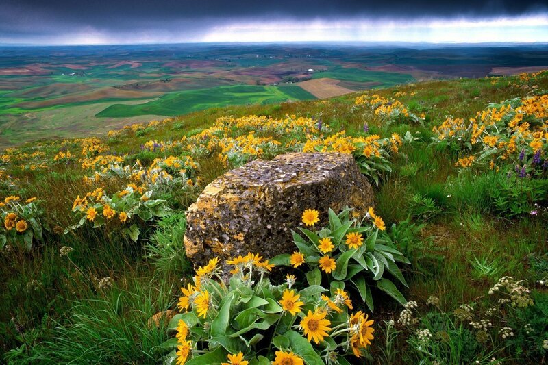Yellow Flowers on Hillside — Green, Dramatic, Afternoon, Photograph, Rock, Fields
