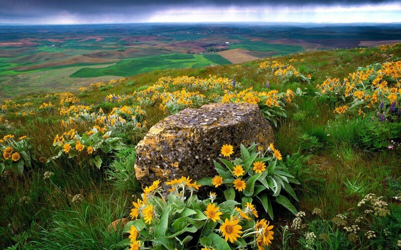Yellow Flowers on Hillside — Green, Dramatic, Afternoon, Photograph