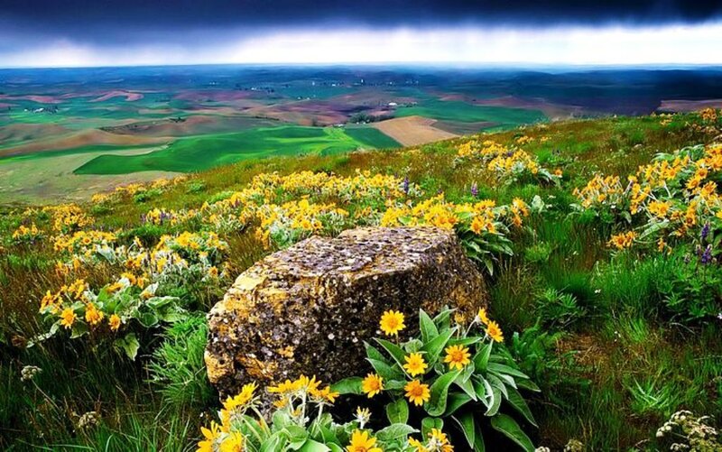 Yellow Flowers on Hillside — Green, Dramatic, Afternoon
