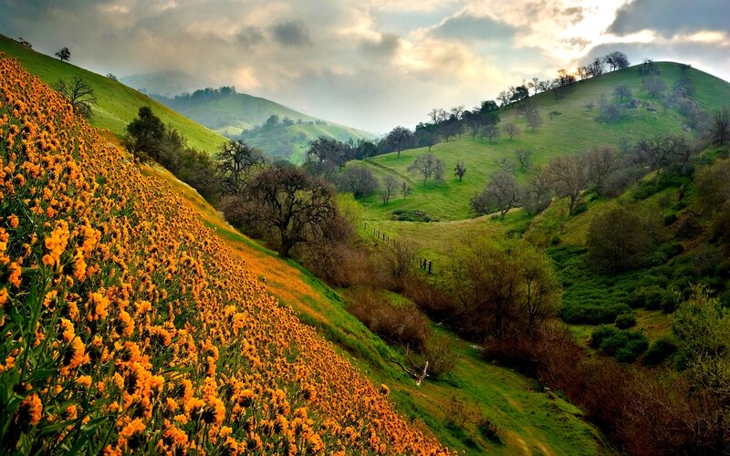 Yellow Flowers on Hillside — Green, Dramatic