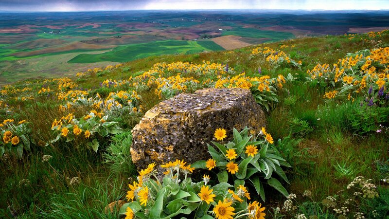 Yellow Flowers on Hillside — Green, Serene, Afternoon