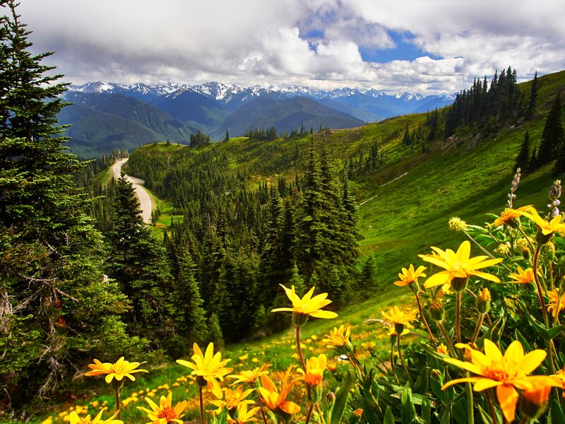 Yellow Flowers on Hillside — Green, Serene, Summer, Photograph