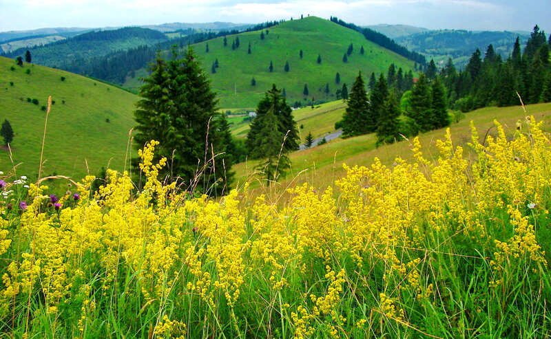 Yellow Flowers on Hillside — Green, Serene, Summer