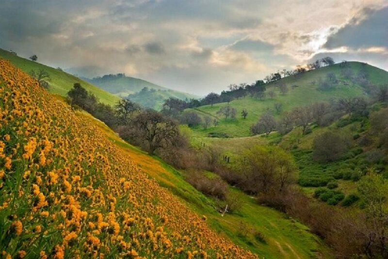 Yellow Flowers on Hillside — Green, Serene