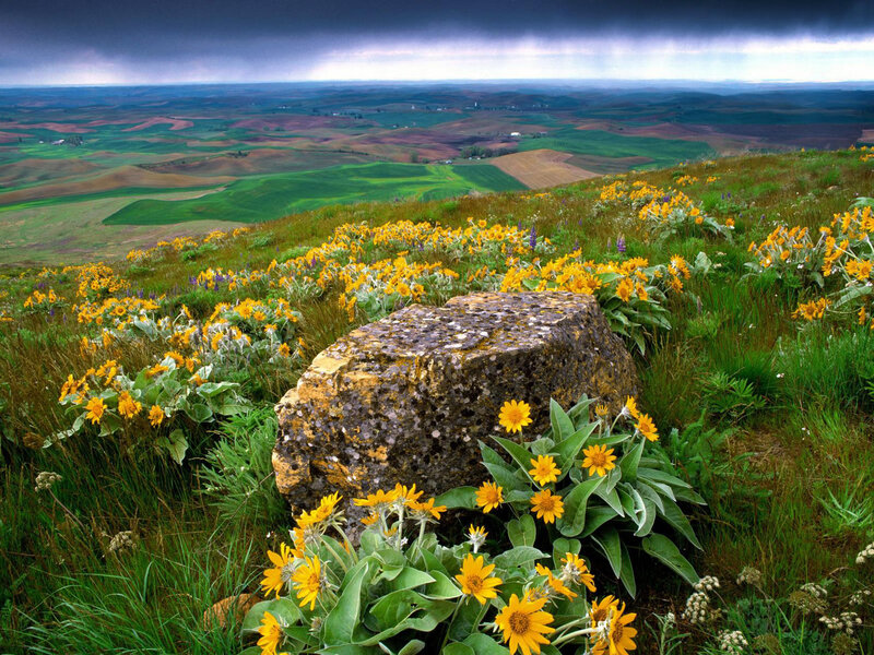 Yellow Flowers on Hillside — Green