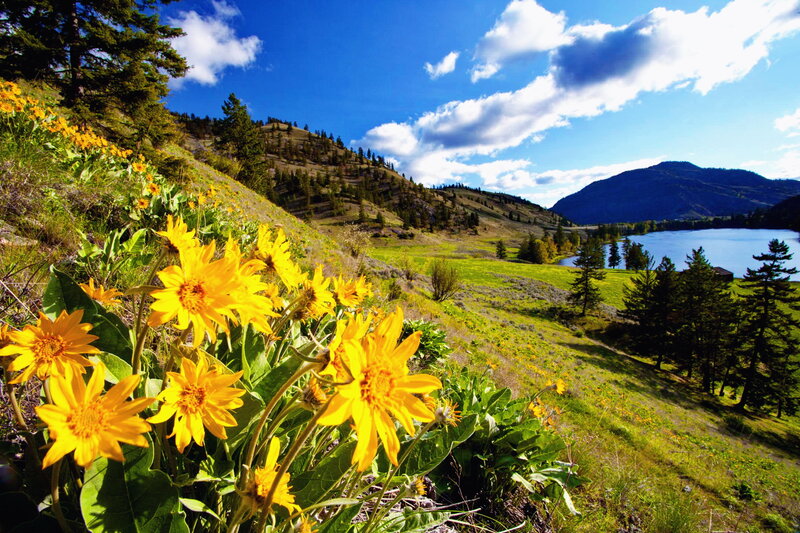Yellow Flowers on Hillside — Serene, Afternoon, Photograph, Lake