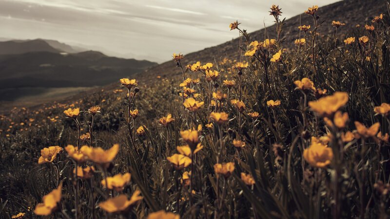 Yellow Flowers on Hillside — Serene, Afternoon, Photograph, Mountains