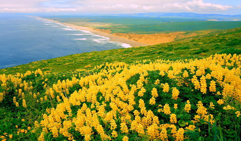 Yellow Flowers on Hillside — Serene, Afternoon
