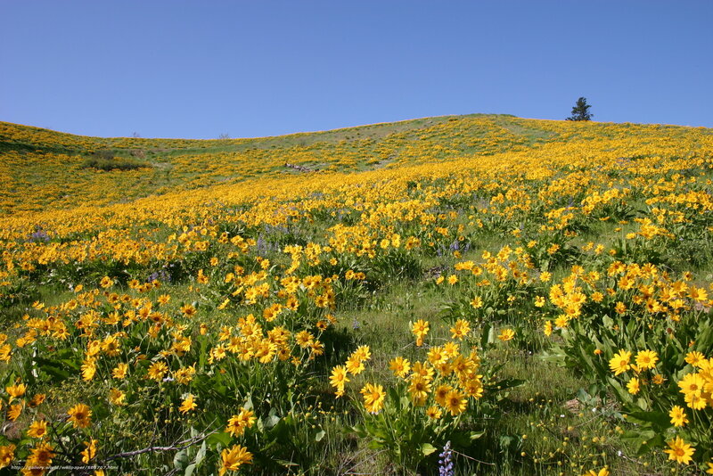 Yellow Flowers on Hillside — Serene, Spring