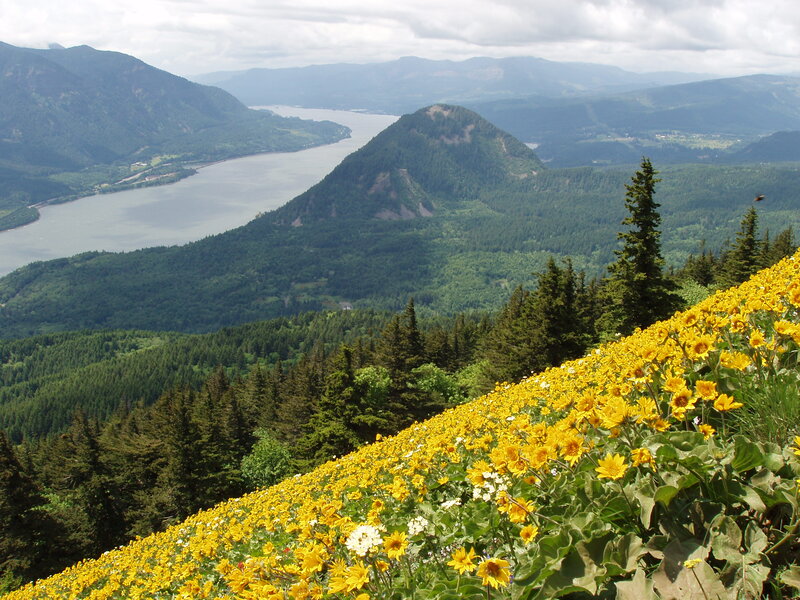 Yellow Flowers on Hillside — Serene, Summer, Photograph
