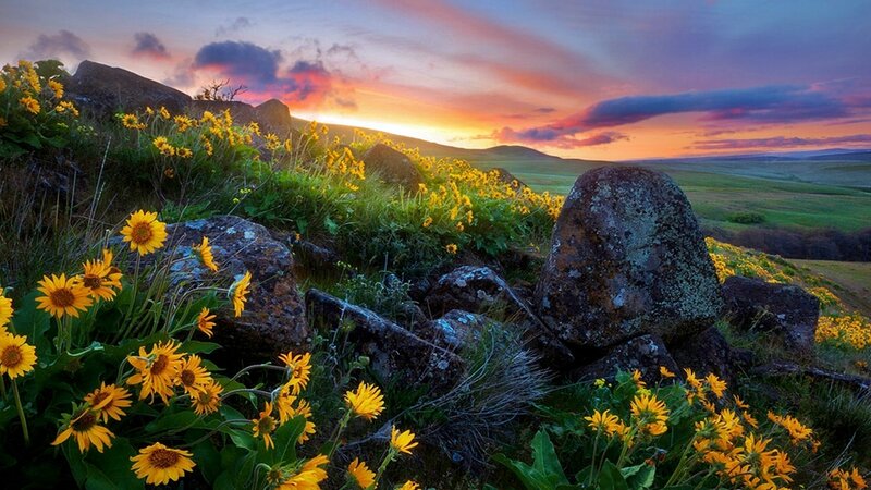 Yellow Flowers on Hillside — Serene, Sunrise