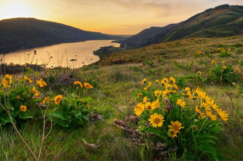 Yellow Flowers on Hillside — Serene
