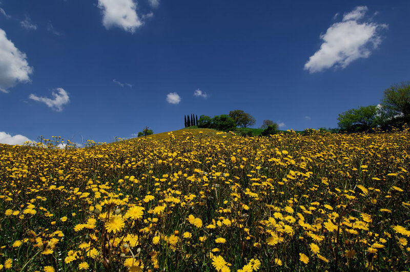 Yellow Flowers on Hillside