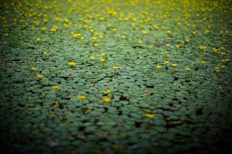 Yellow Flowers on Lily Pads — Green, Serene, Morning