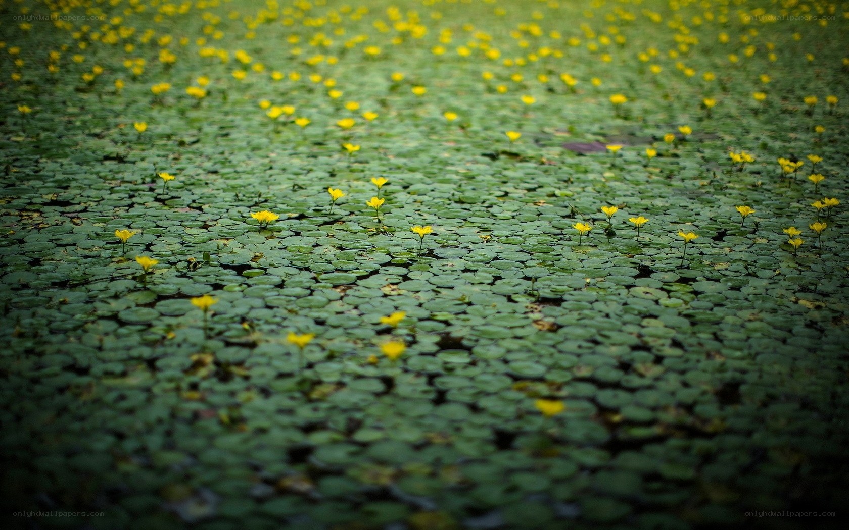Yellow flowers on lily pads
