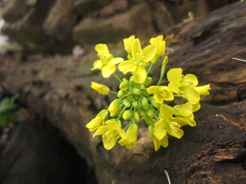 Yellow Flowers on Log